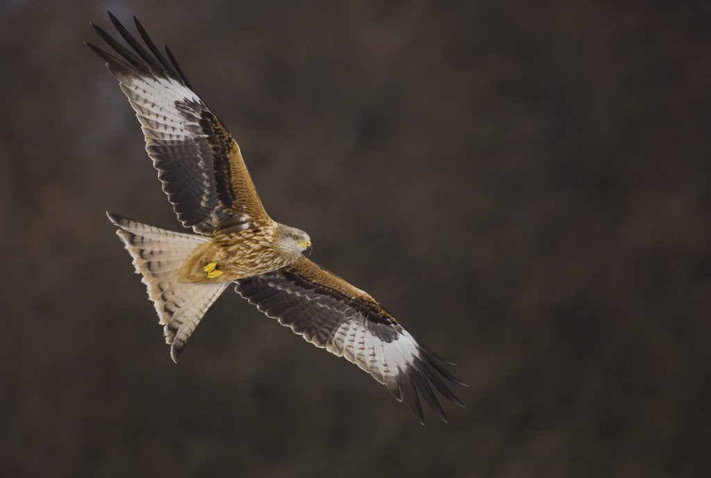 Detail of Red kite in flight by Anonymous