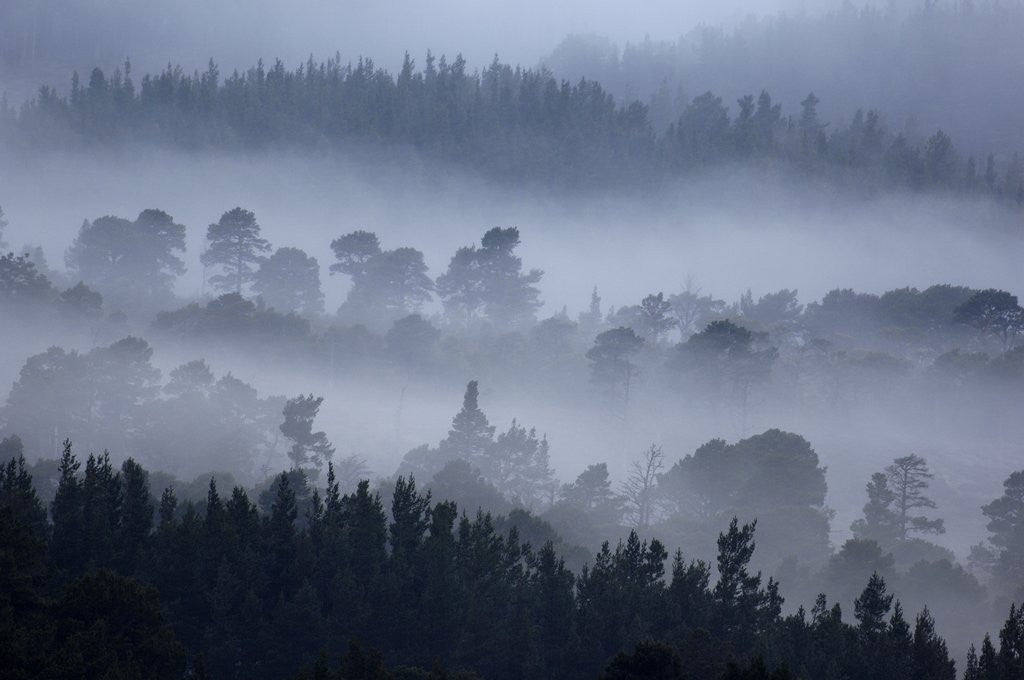 Detail of Rothiemurchus Forest in Cairngorms National Park by Anonymous