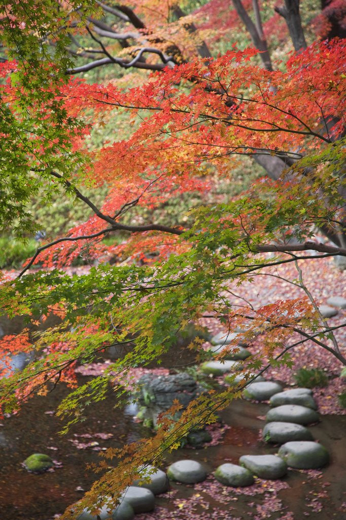Detail of Steppingstones beneath Japanese maple by Corbis
