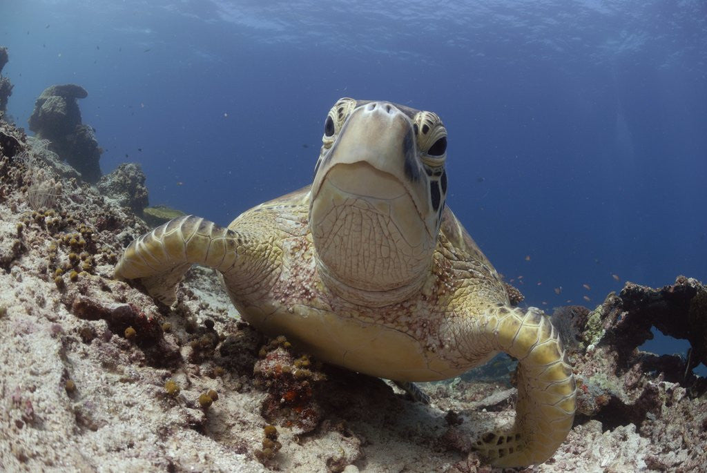Detail of Green sea turtle ( Chelonia mydas ), Sipidan, Sabah, Malaysia, Borneo, South-east Asia by Anonymous