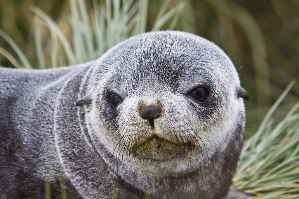 Detail of Antarctic Fur Seal (Arctocephalus gazella) pup on Prion Island in the Bay of Isles on the island of South Georgia by Anonymous