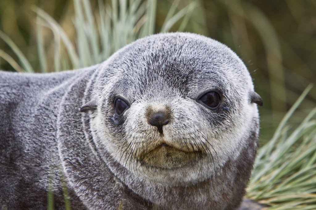 Detail of Antarctic Fur Seal (Arctocephalus gazella) pup on Prion Island in the Bay of Isles on the island of South Georgia by Corbis