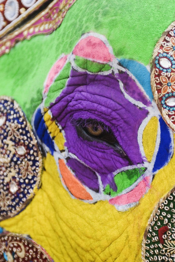 Detail of Close-up of a painted elephant, Elephant Festival, Jaipur, Rajasthan, India by Anonymous