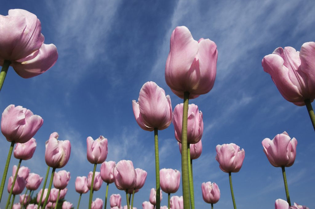 Detail of Pink tulips in a garden, Indira Gandhi Tulip Garden, Srinagar, Jammu And Kashmir, India by Anonymous