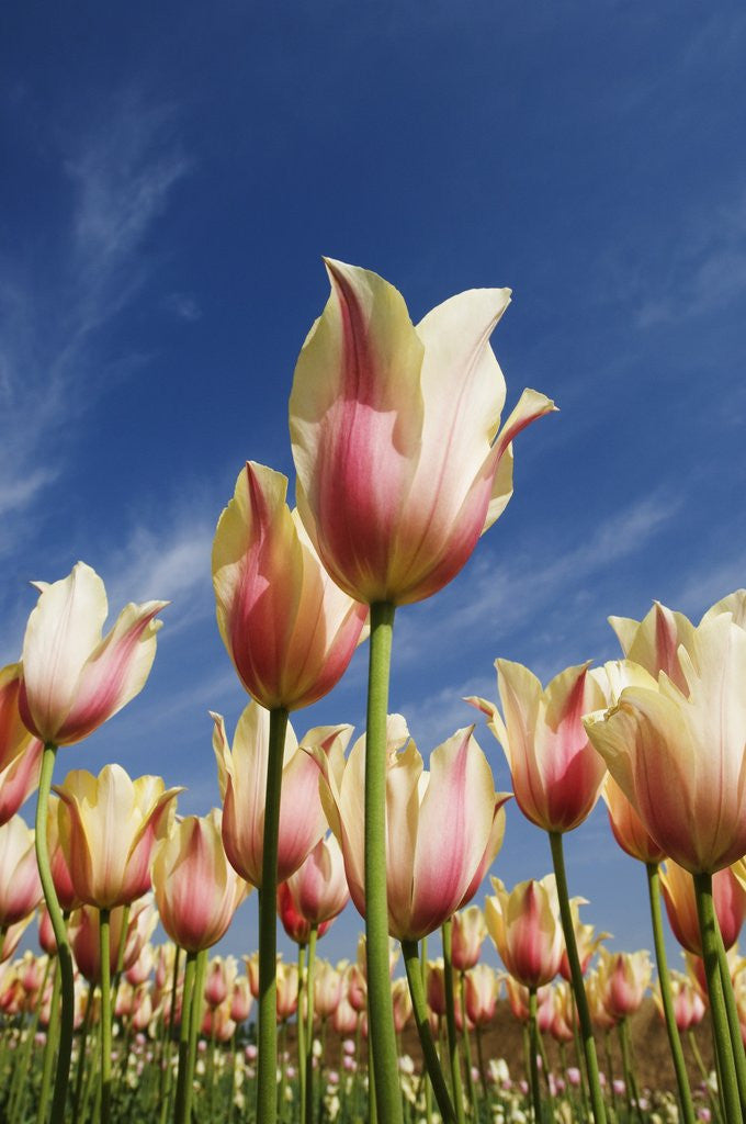 Detail of Pink tulips in a garden, Indira Gandhi Tulip Garden, Srinagar, Jammu And Kashmir, India by Anonymous