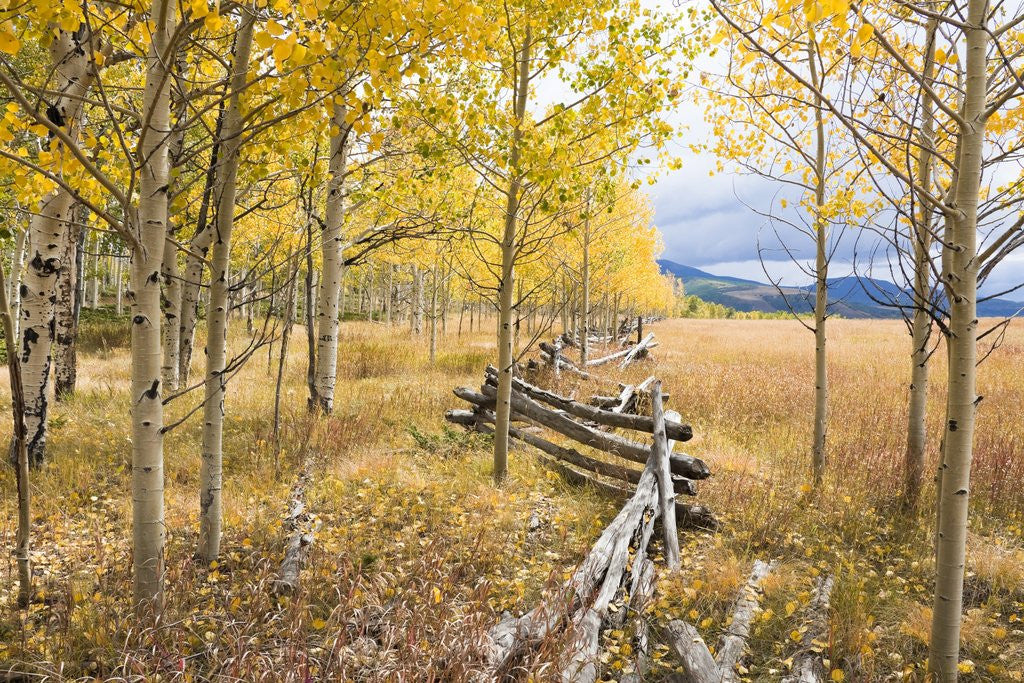 Detail of Wooden fence and Aspen forest in autumn by Corbis