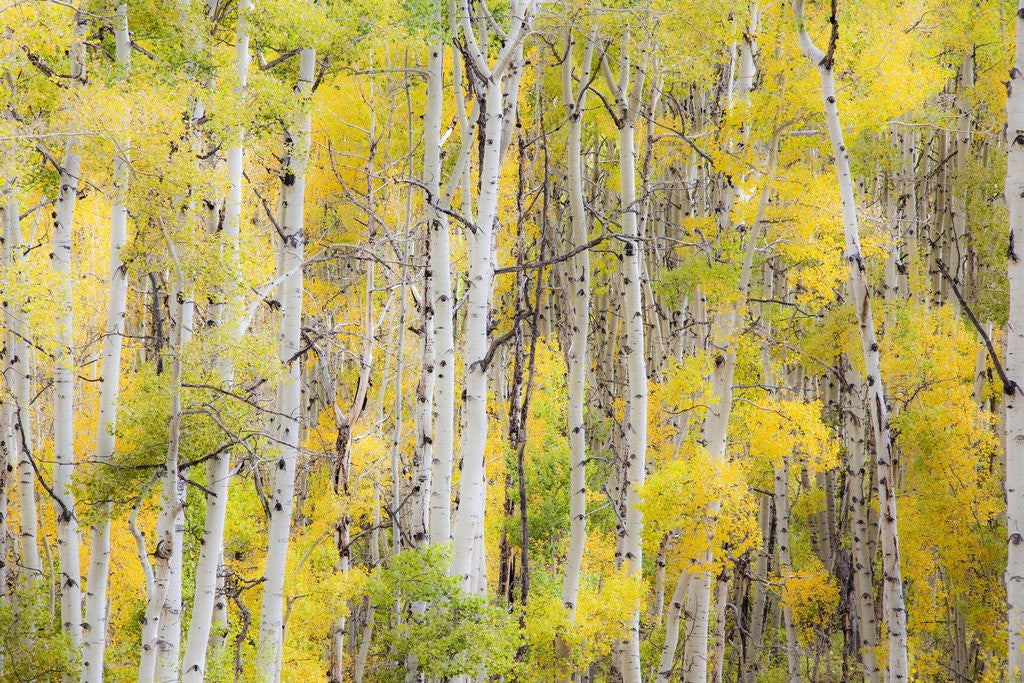 Detail of Stand of Aspens in autumn by Anonymous