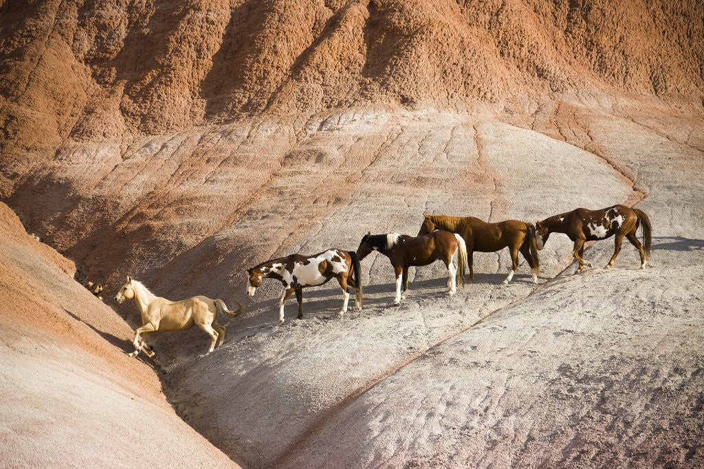 Detail of Herd of horses in foothills by Anonymous