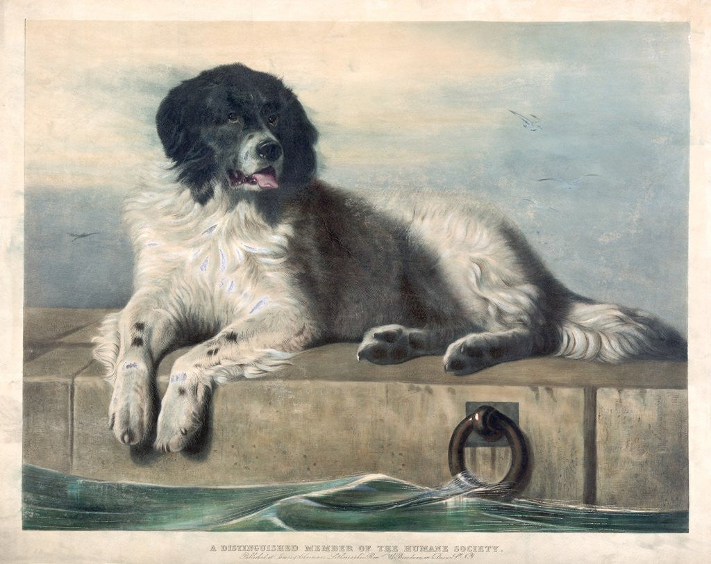 Detail of A Distinguished Member of the Humane Society by Edwin Henry Landseer