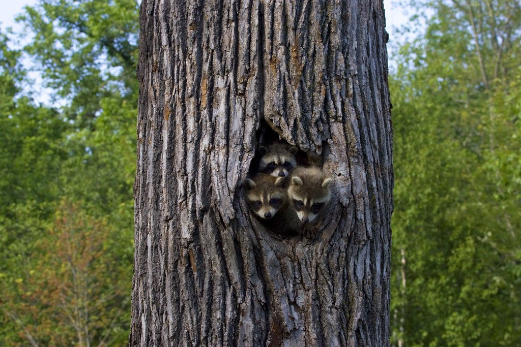 Detail of Three racoons in hollow of tree by Anonymous