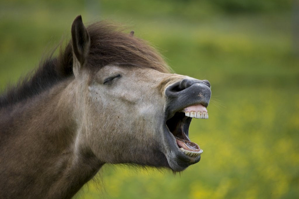 Detail of Horse with Mouth Open by Anonymous