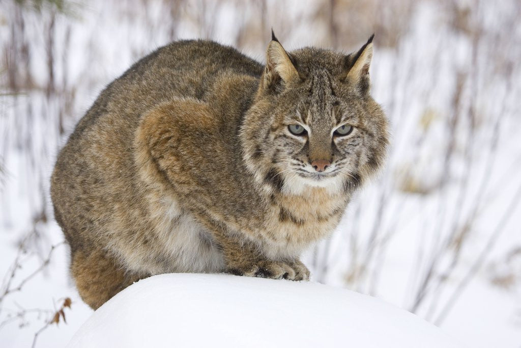 Detail of Bobcat in Snow by Anonymous