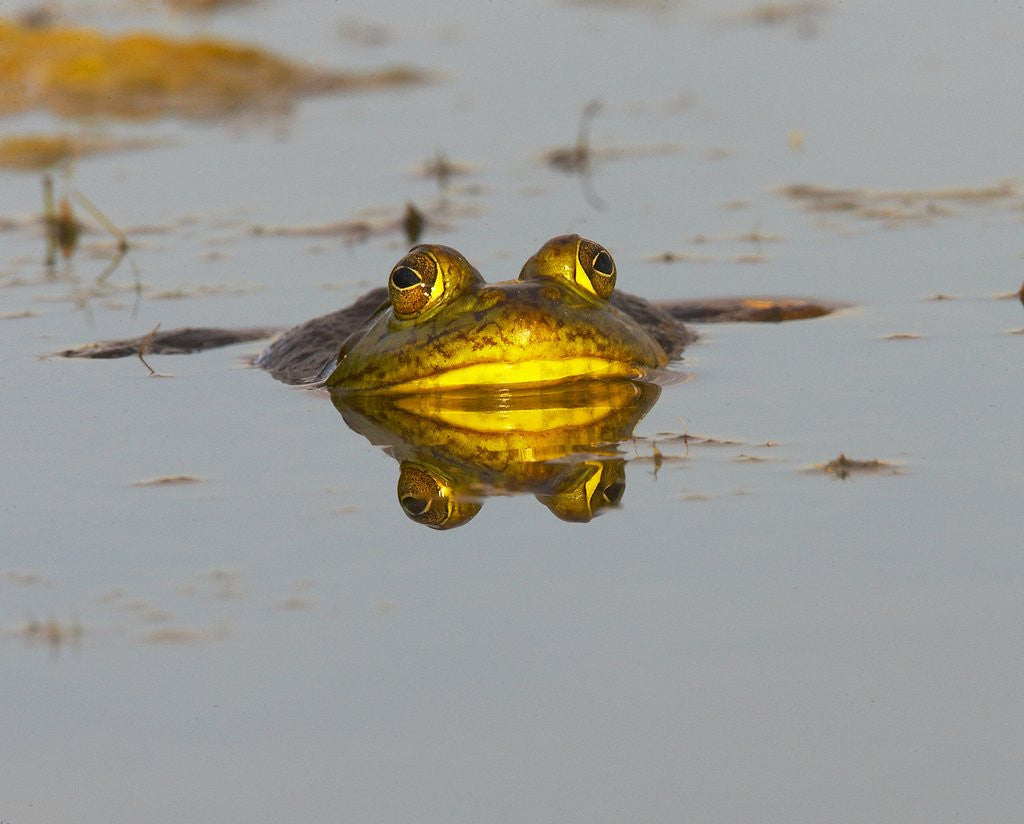 Detail of Bullfrog in pond in golden evening light by Anonymous