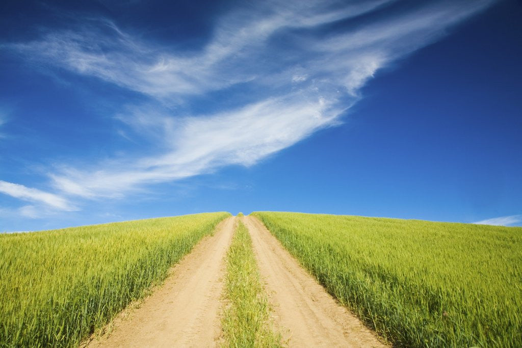 Detail of Country Back Road Through Spring Wheat Fields by Anonymous