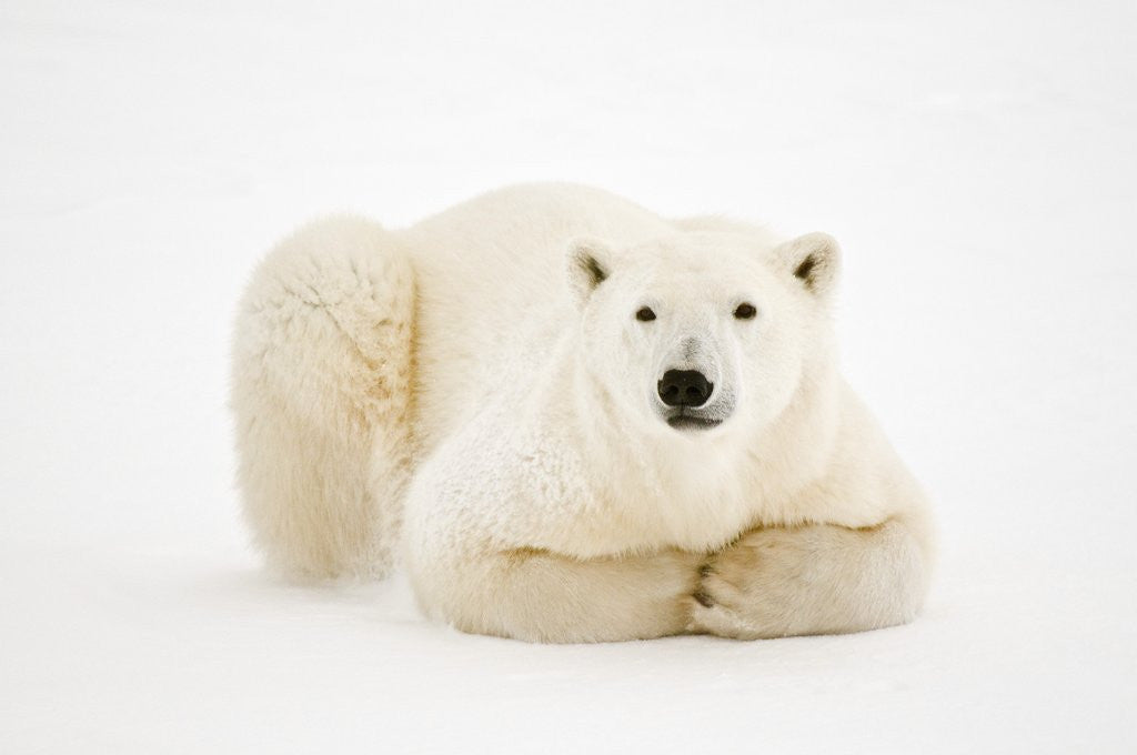 Detail of Polar Bear on ice in Hudson Bay by Corbis