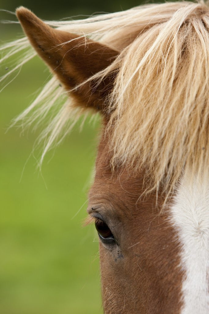 Detail of Icelandic horse by Anonymous