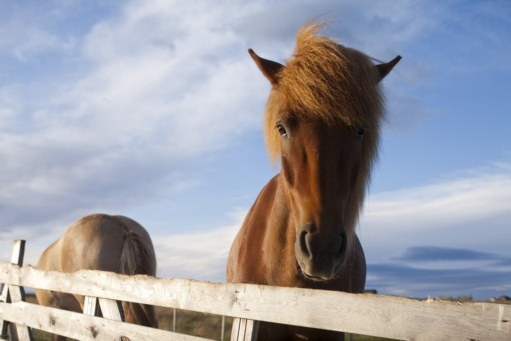 Detail of Icelandic Horses by Anonymous