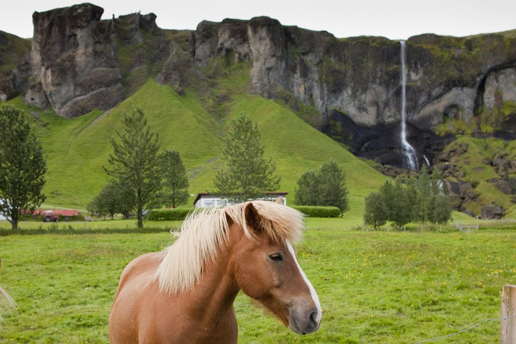 Detail of Icelandic horse near waterfall by Anonymous