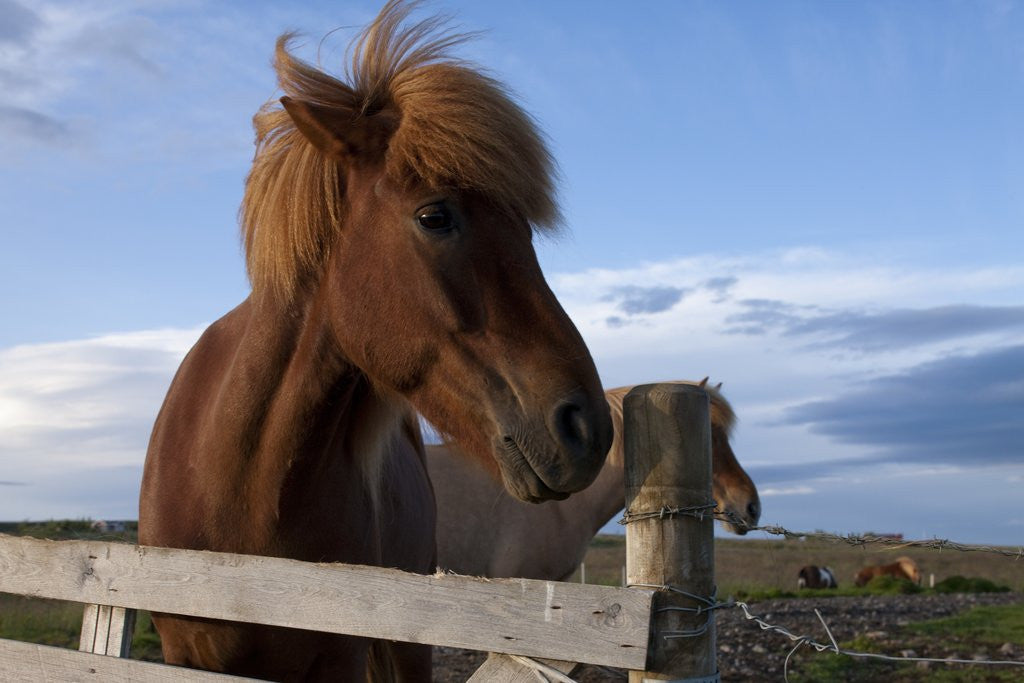 Icelandic Horses, Gullfoss by Corbis