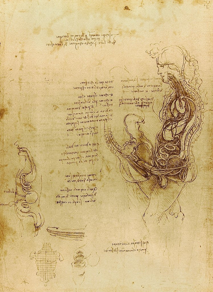Detail of Study of coition of a hemisected man and woman by Leonardo da Vinci
