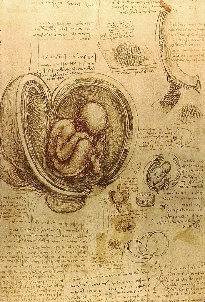 Detail of Study of fetus by Leonardo da Vinci
