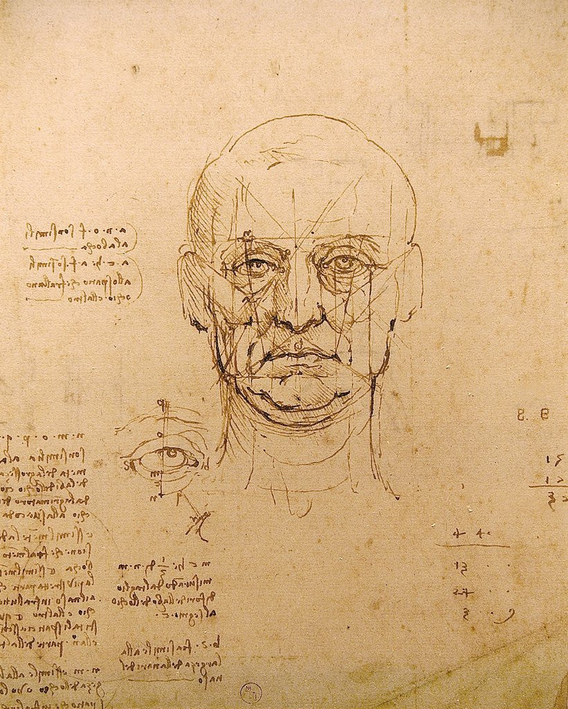 Detail of Drawing of facial study by Leonardo da Vinci