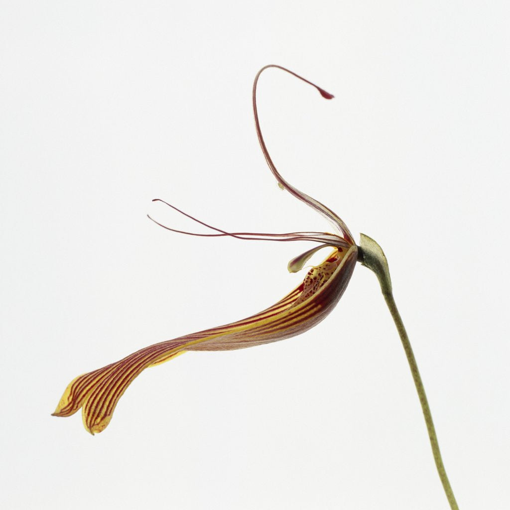 Detail of Striped orchid by Anonymous