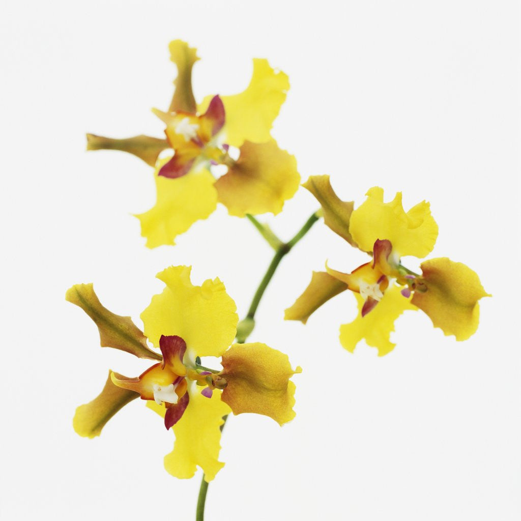 Detail of Yellow orchid by Anonymous