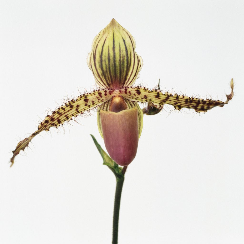 Detail of Colorful Orchid by Anonymous