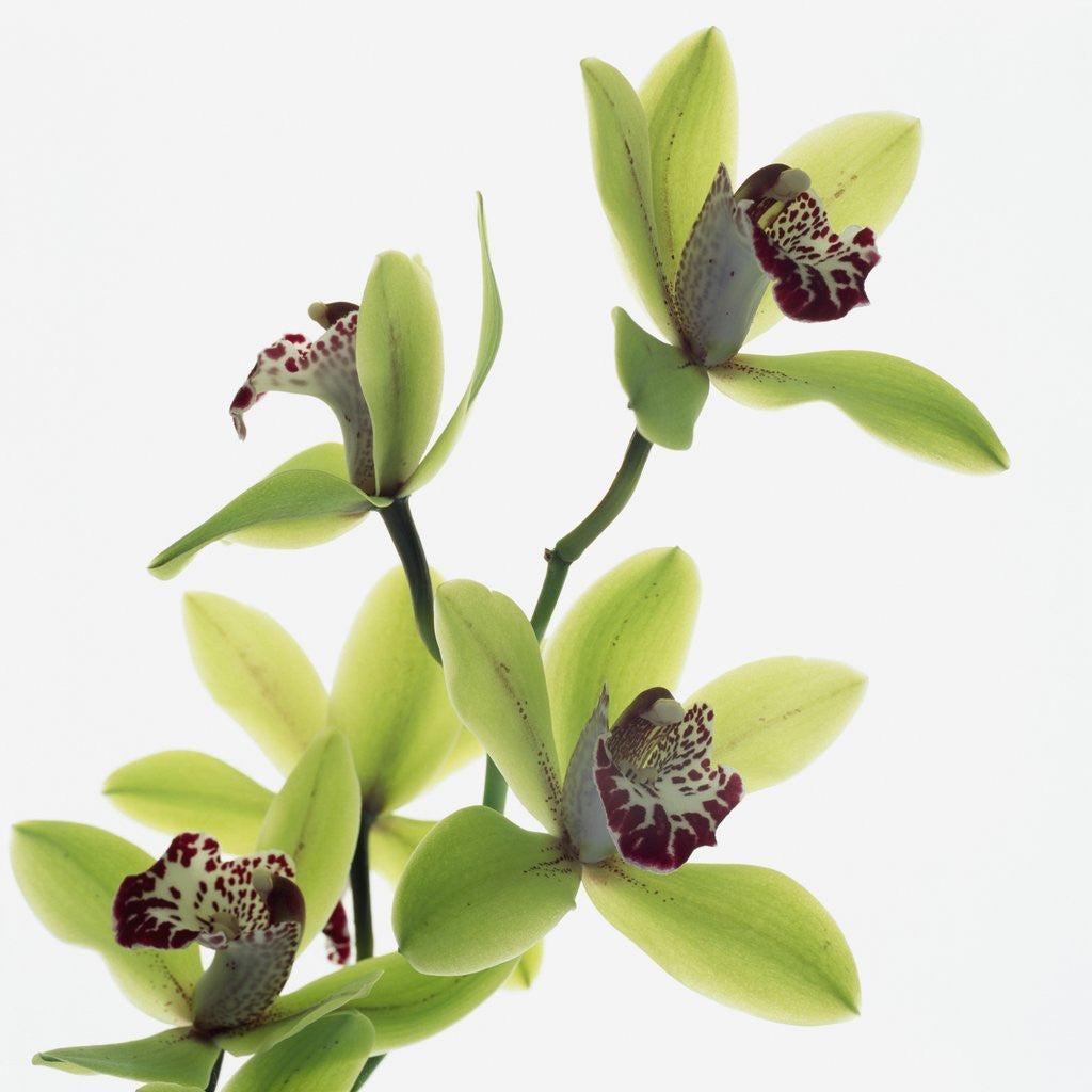 Detail of Green Orchid by Anonymous