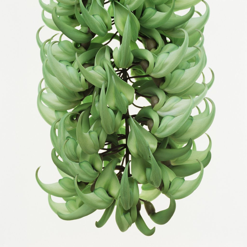 Detail of Flowers of a jade vine by Anonymous