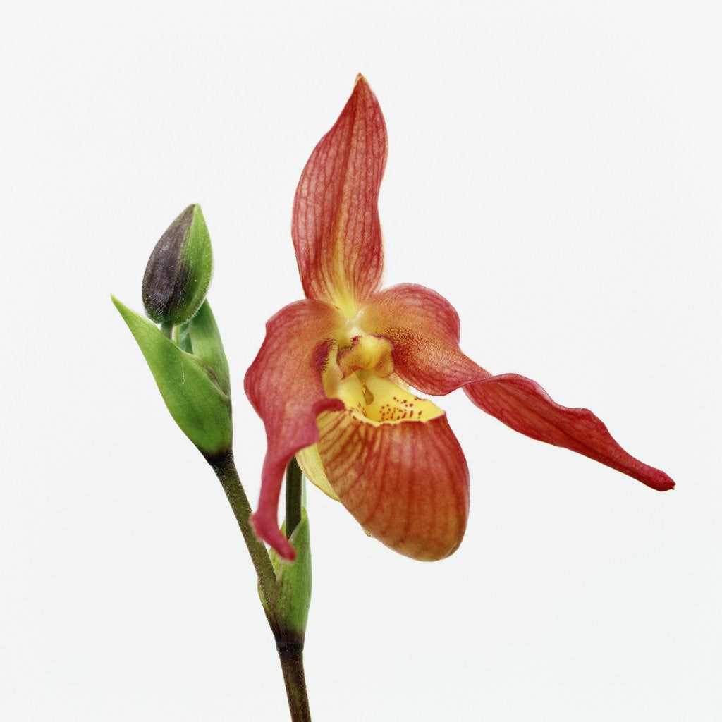 Detail of Red orchid by Anonymous
