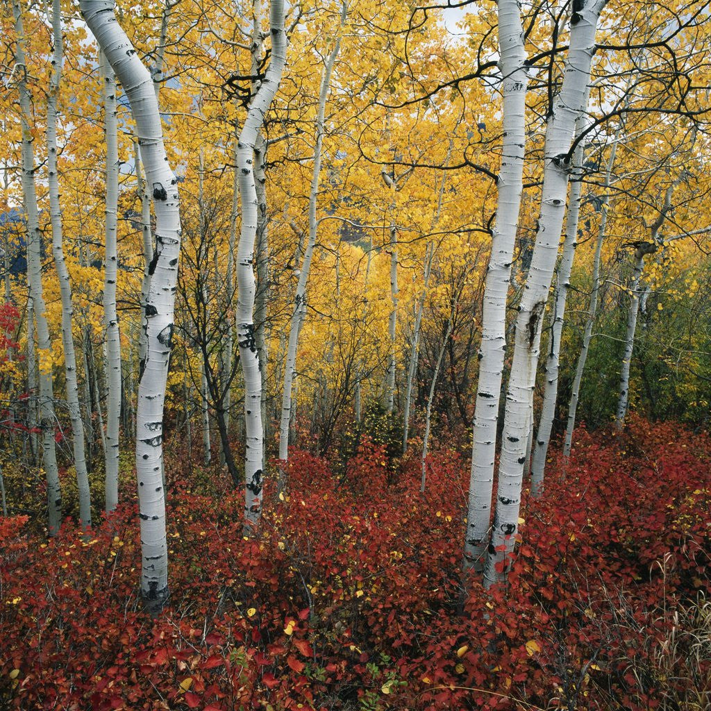 Detail of Aspen in autumn at Uinta National Forest by Corbis