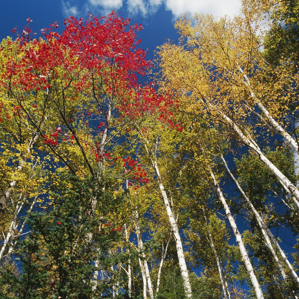 Detail of Colorful trees in autumn at Acadia National Park by Anonymous