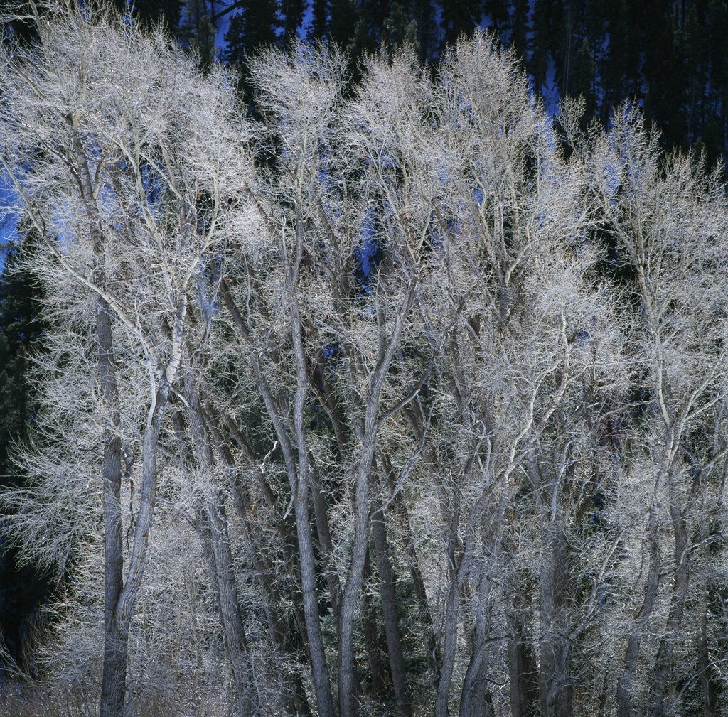 Detail of Cottonwood trees in winter by Anonymous