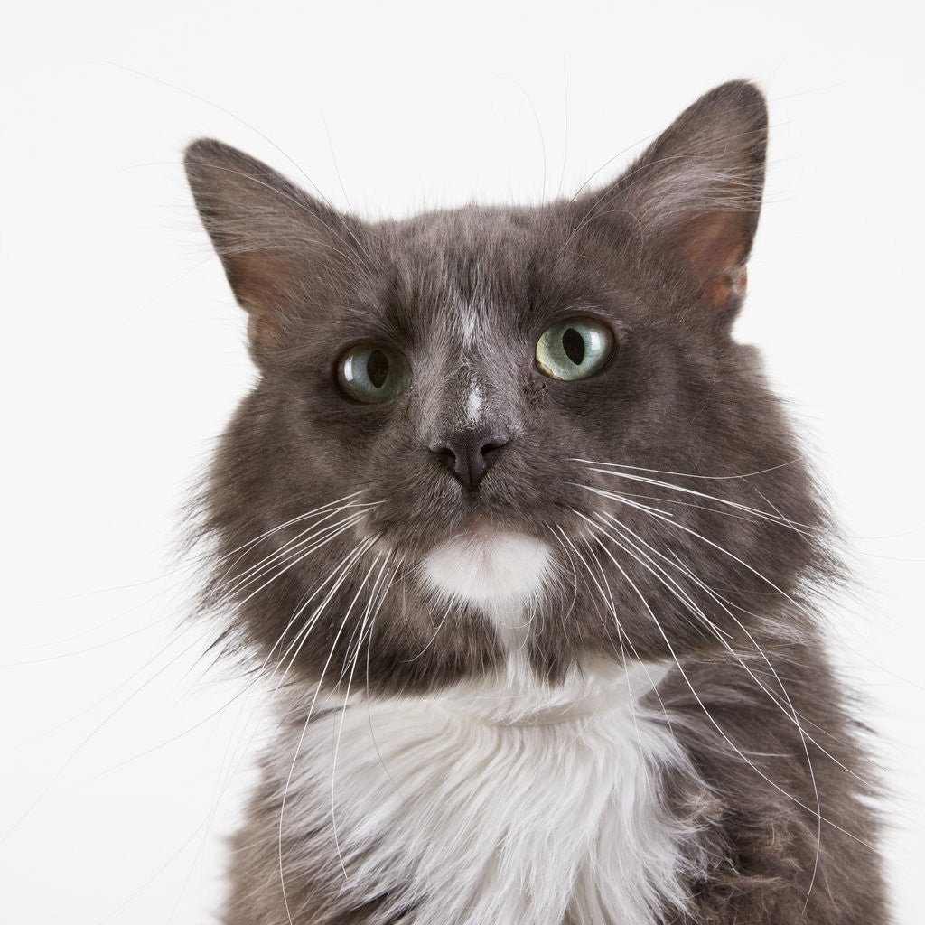 Detail of Gray short-haired cat by Anonymous