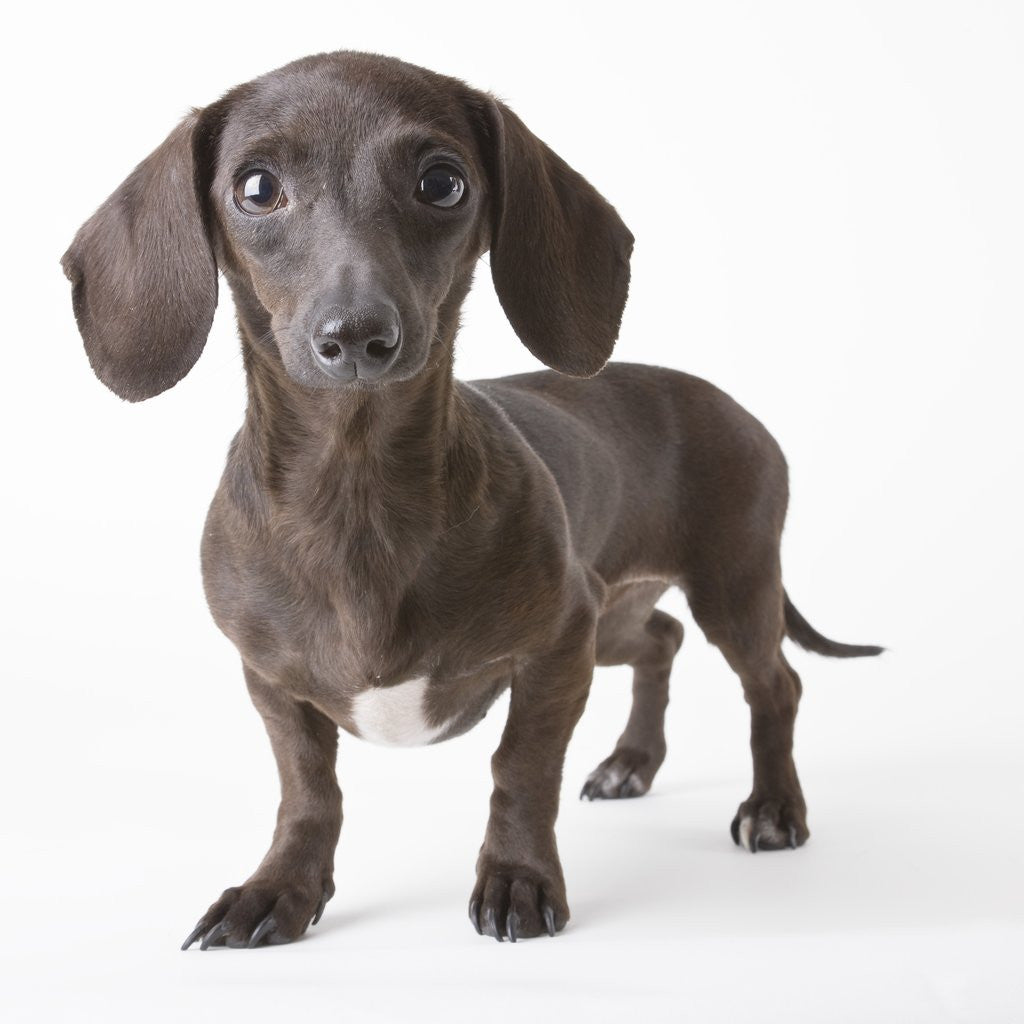 Detail of Dachshund puppy by Anonymous