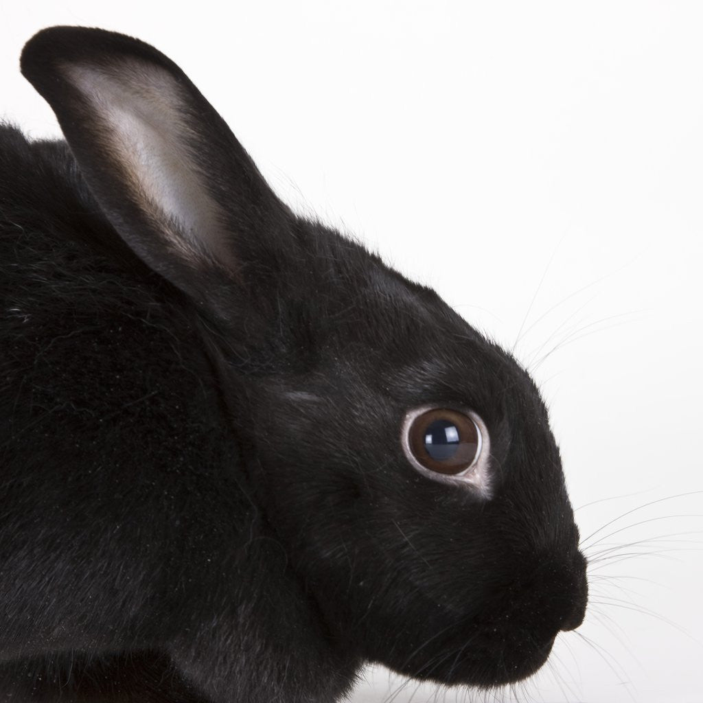 Detail of Black rabbit by Anonymous