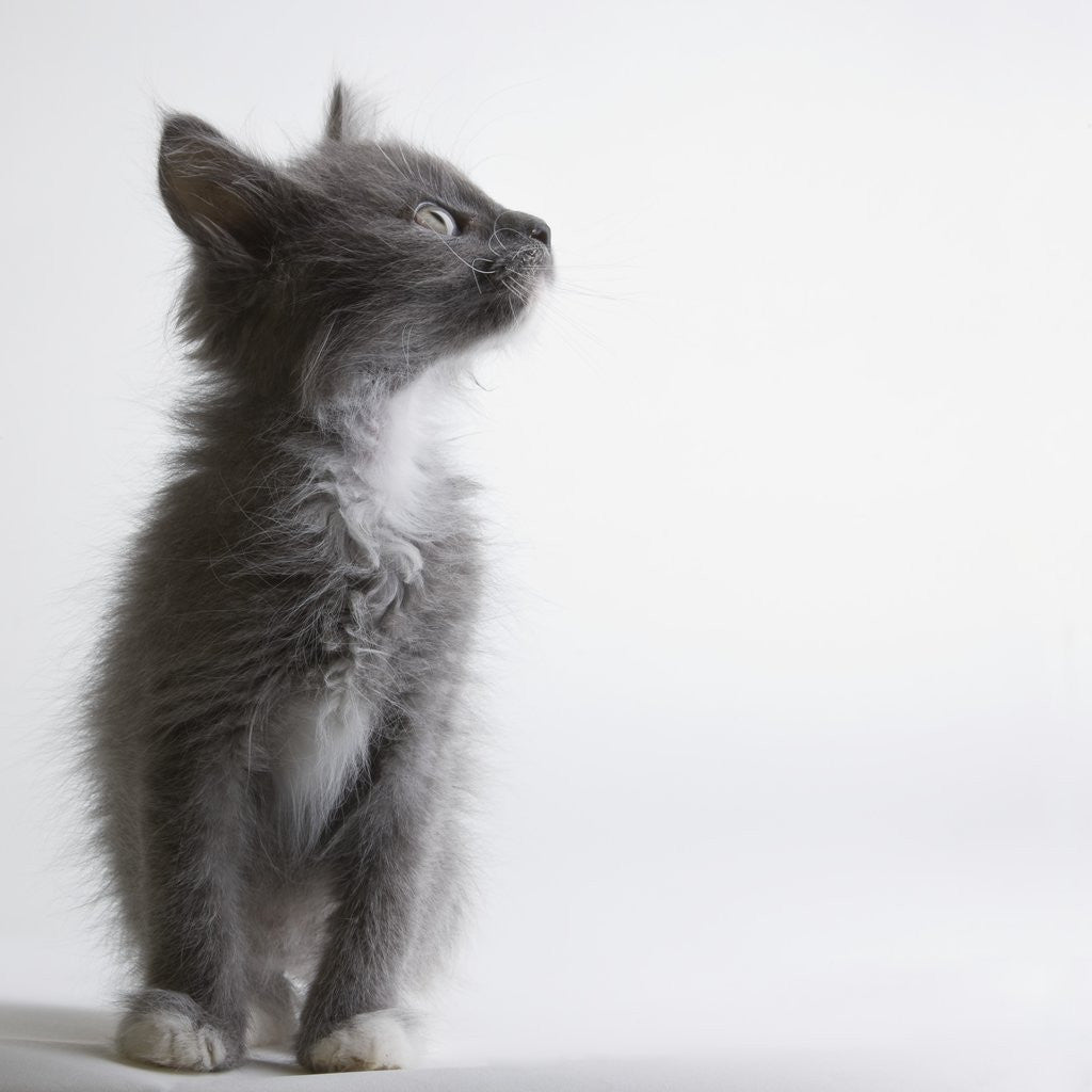 Detail of Gray kitten by Anonymous