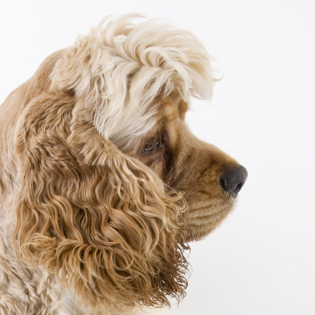Detail of Cocker spaniel by Anonymous