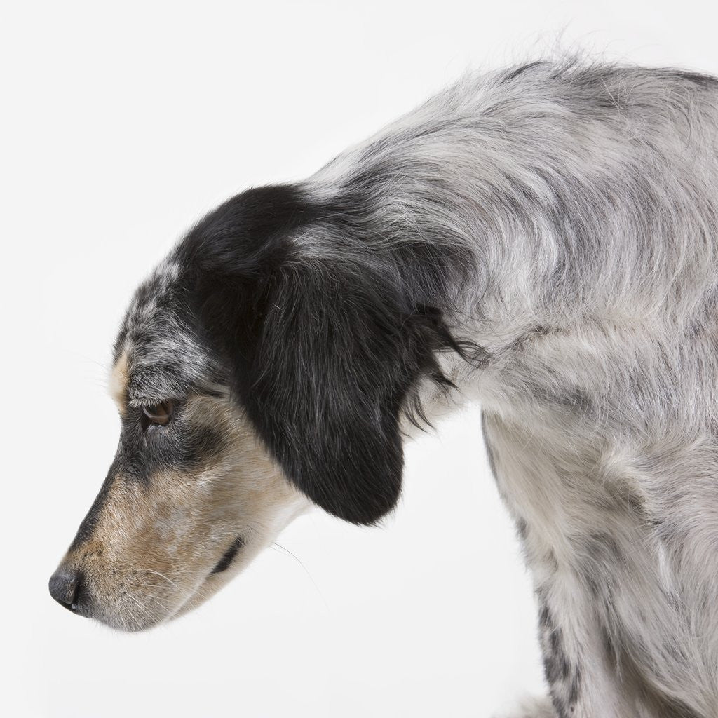 Detail of English setter by Anonymous