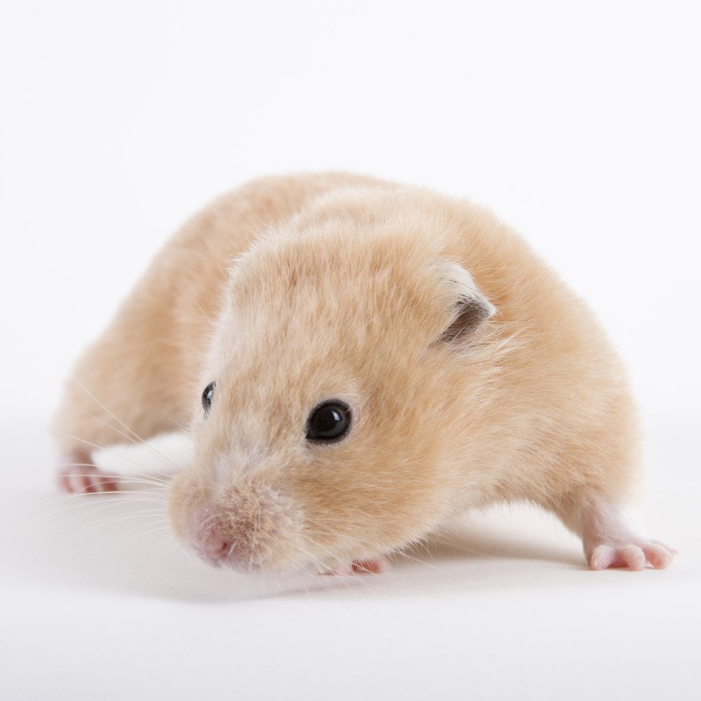 Detail of Hamster by Anonymous