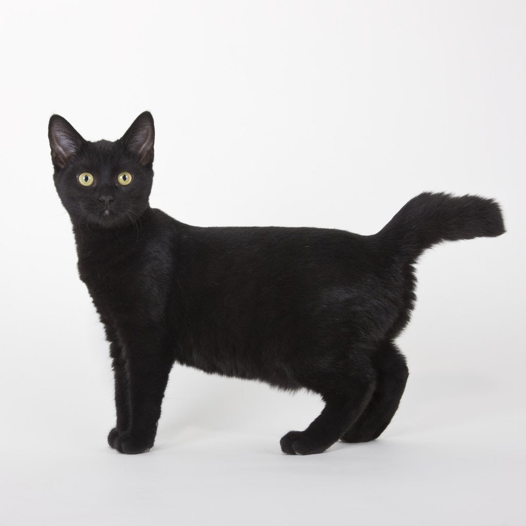 Detail of Black cat by Anonymous