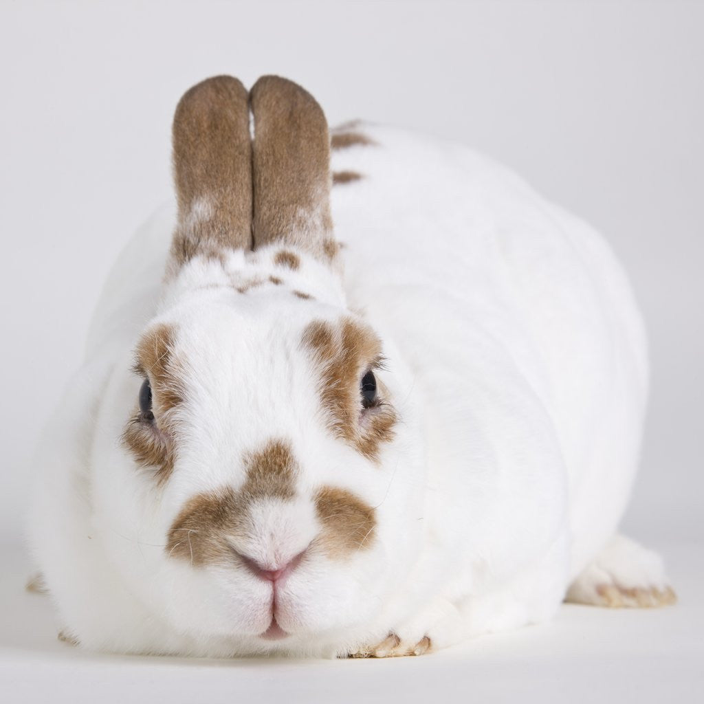Detail of White and tan rabbit by Anonymous