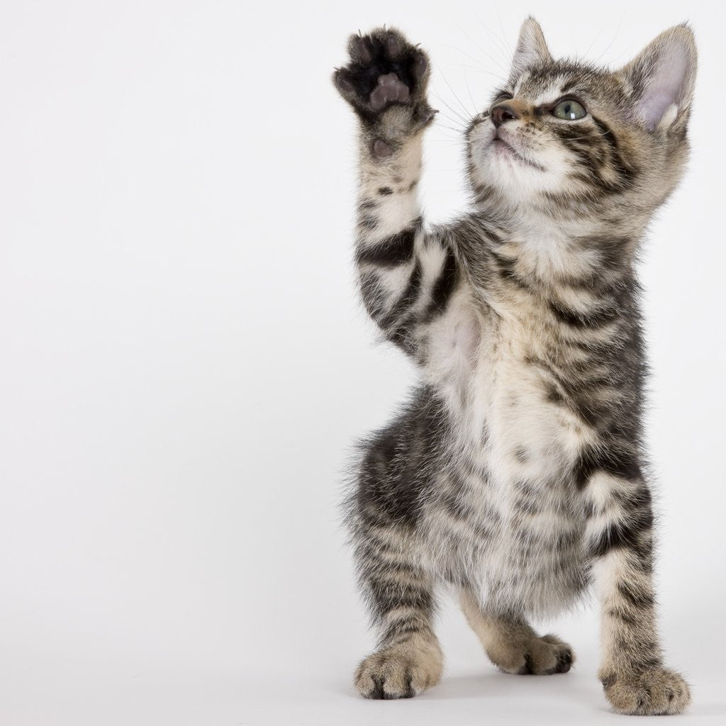 Detail of Kitten pawing at air by Anonymous