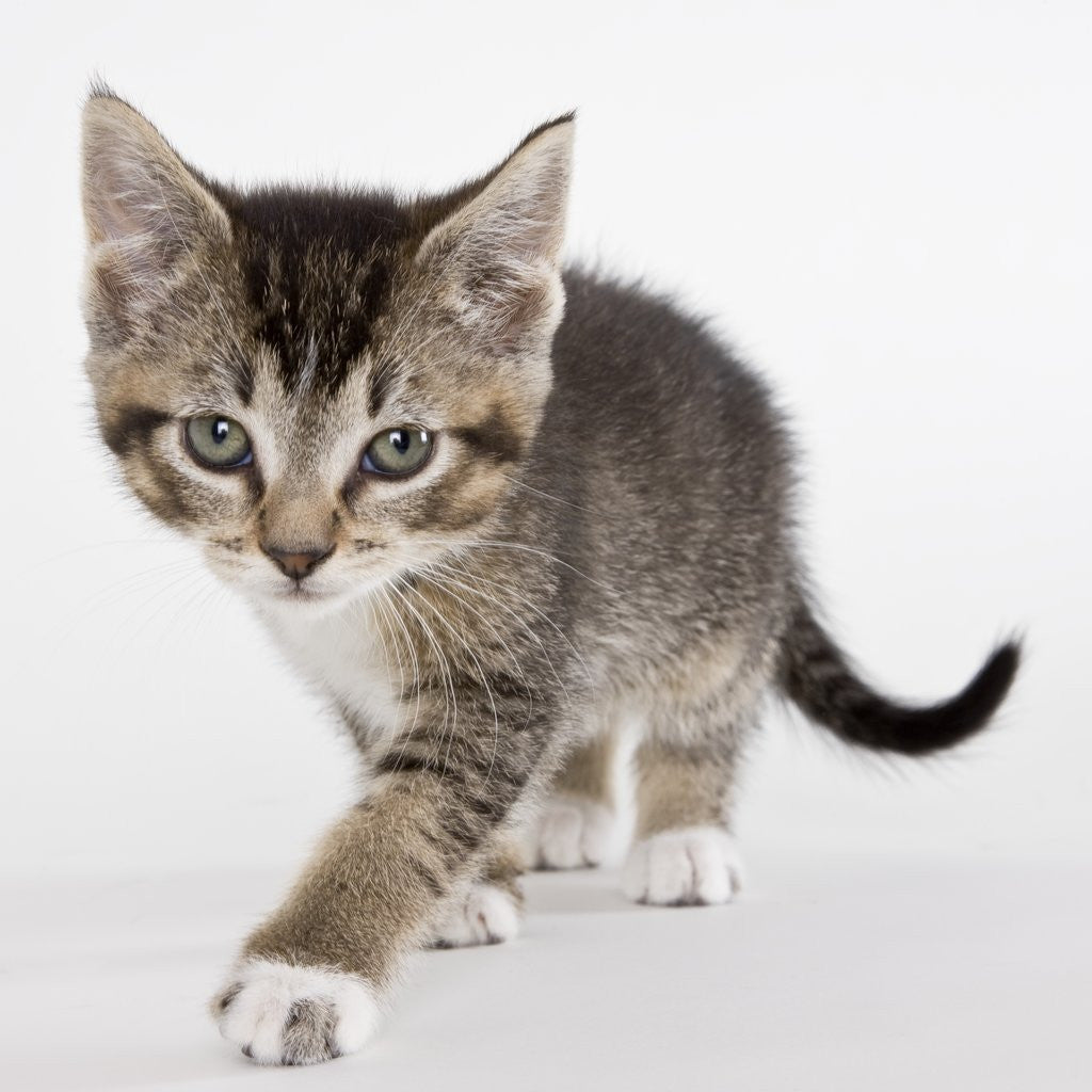 Detail of Tabby kitten by Anonymous