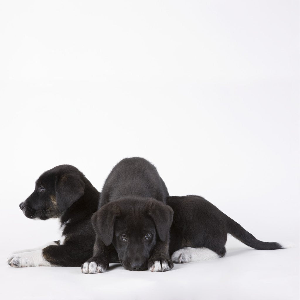 Detail of Puppies lying on one another by Anonymous