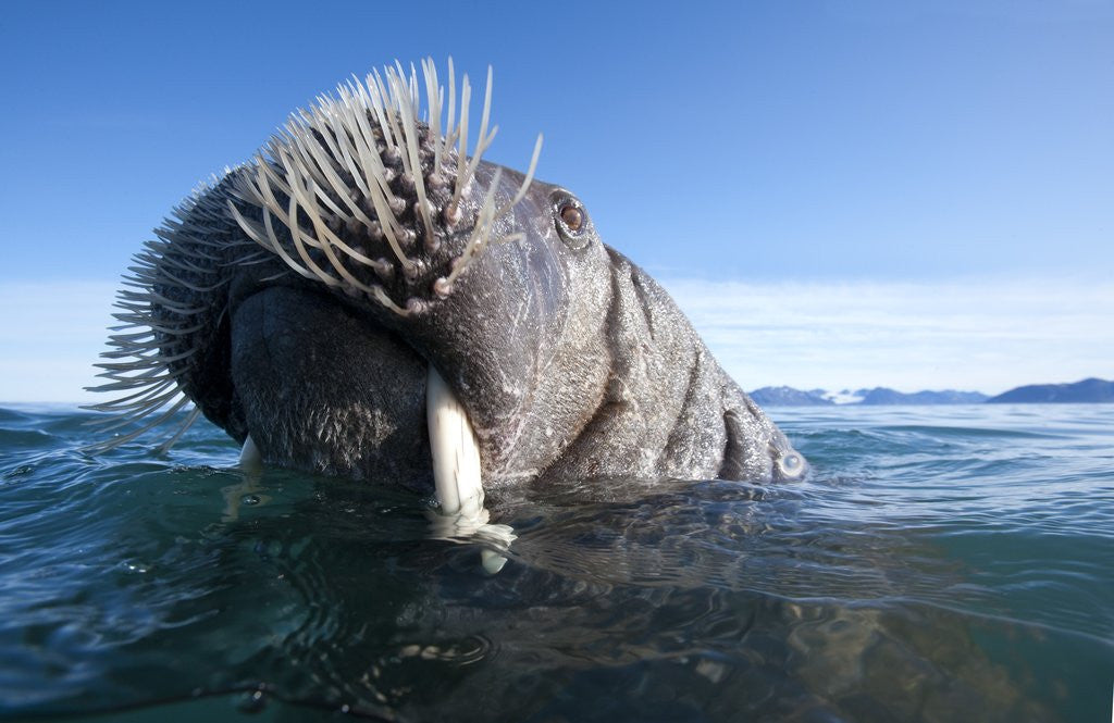 Detail of Walrus swimming by Anonymous