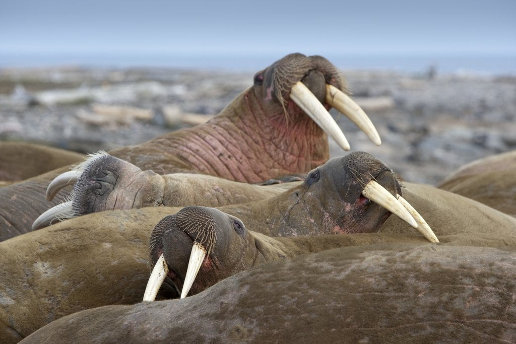 Detail of Walrus herd lying on beach by Anonymous