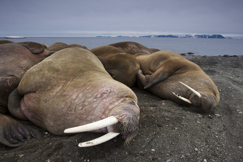 Detail of Walrus herd lying on beach by Anonymous